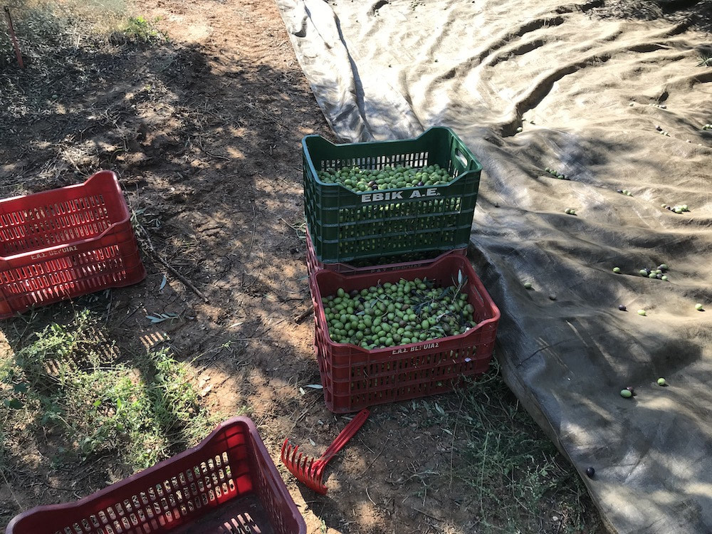 Harvesting 2019